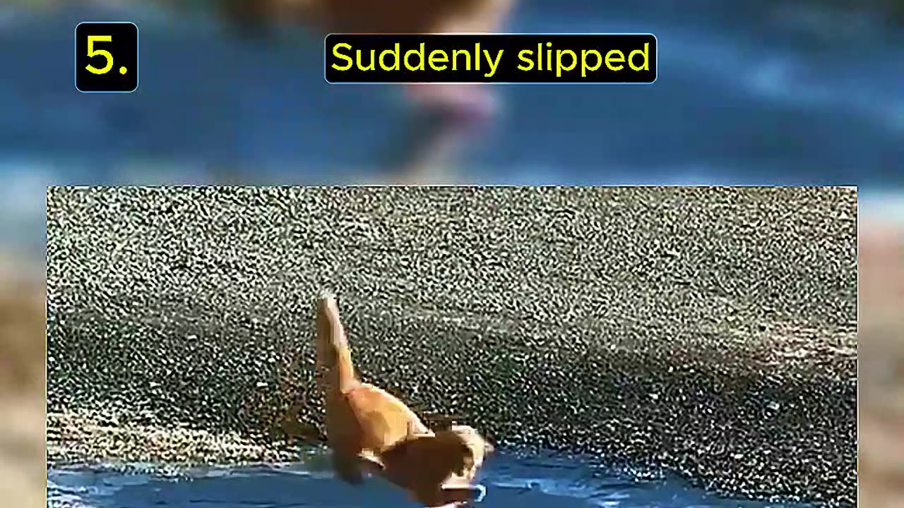 Top 5 Random Cat Video