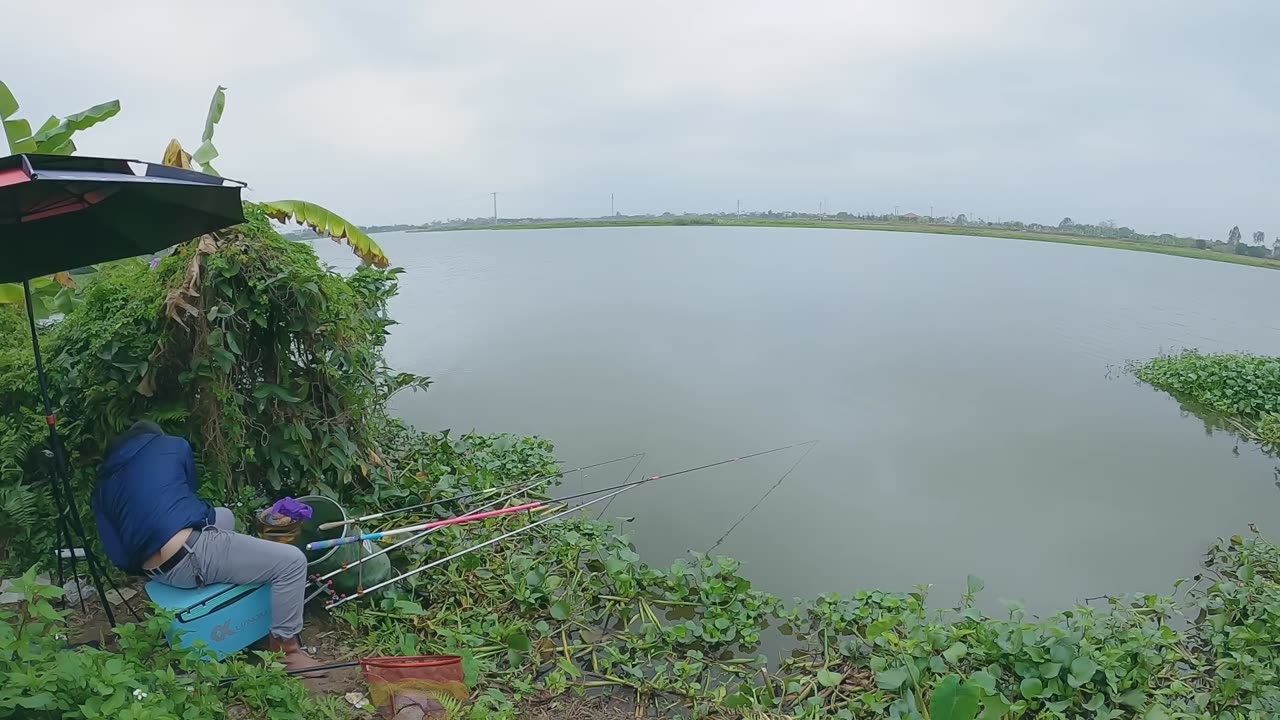 Tilapia Guards Its Shallow Real