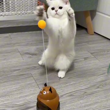 Cat Tumbler Ball Toys Treat Dispenser - Pawpycup