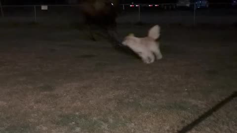 Moose Hops Fence and Plays With Dog