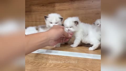 TRY NOT TO LAUGH