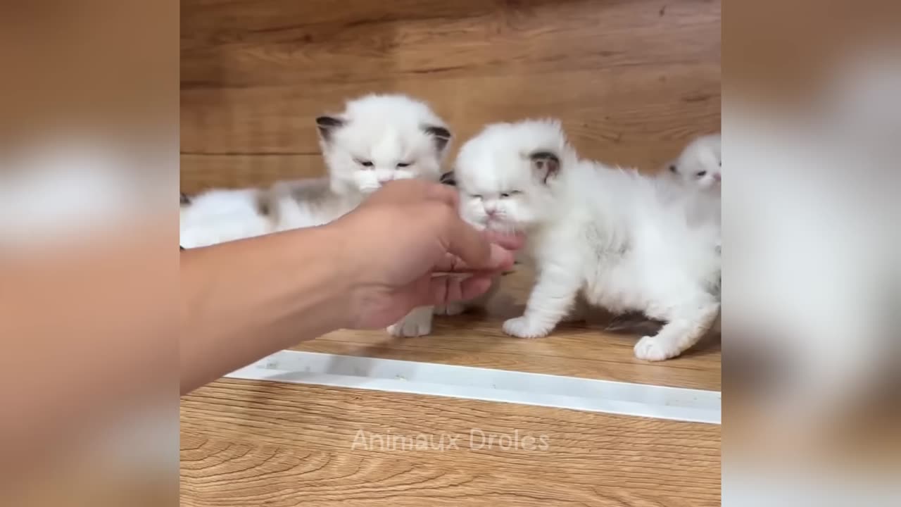 TRY NOT TO LAUGH