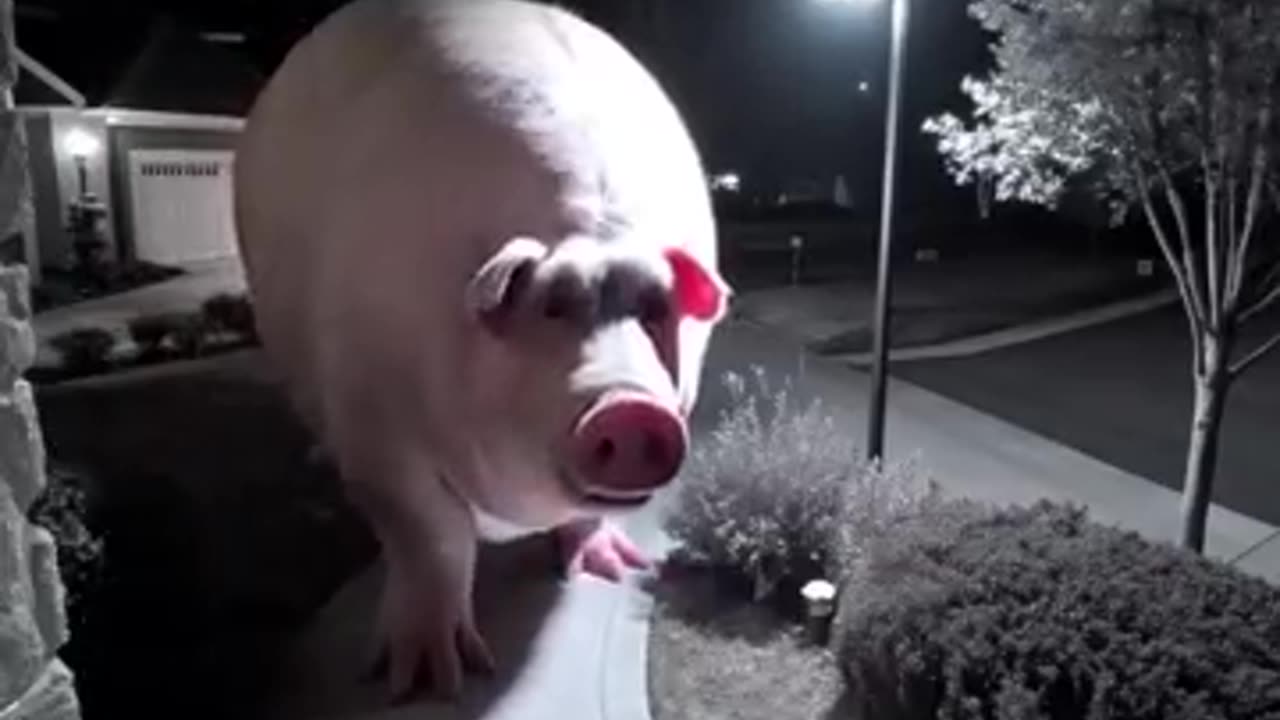 piggy