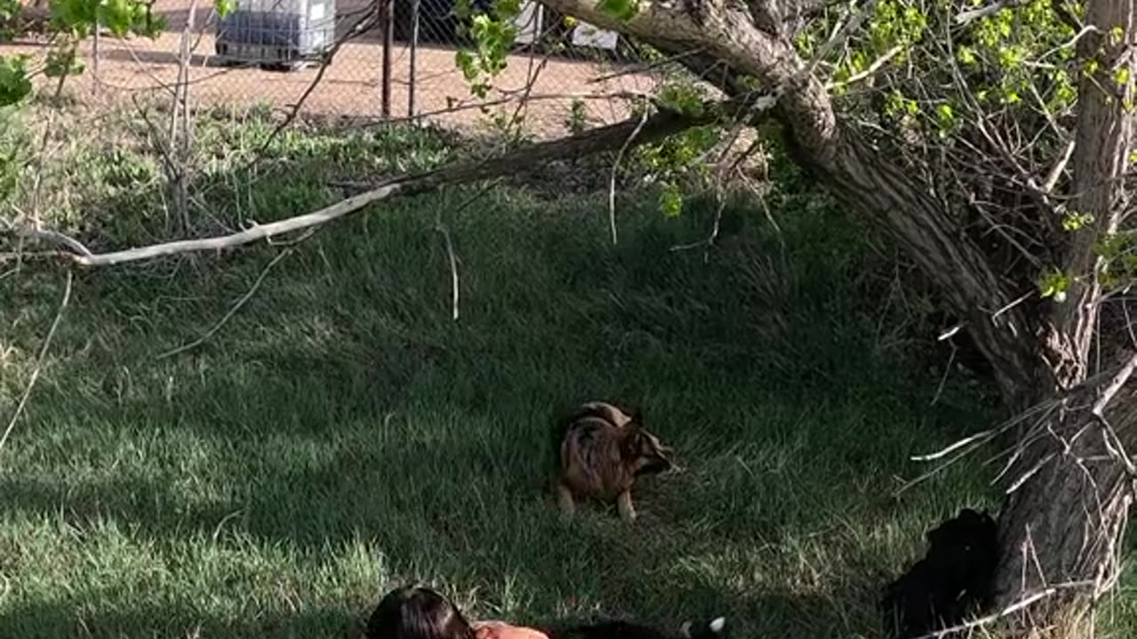 🔥Full-Body💪Burn🐕