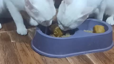 Funny cats