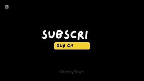 Funny animals