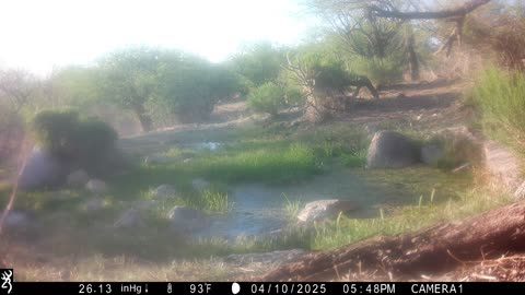 4th & Last Animals at Rancheria Spring, Saddlebrooke, AZ
