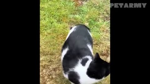 🤣 Babies vs Funny Animals – The Cutest & Funniest Showdown Ever! 🐶👶🐱