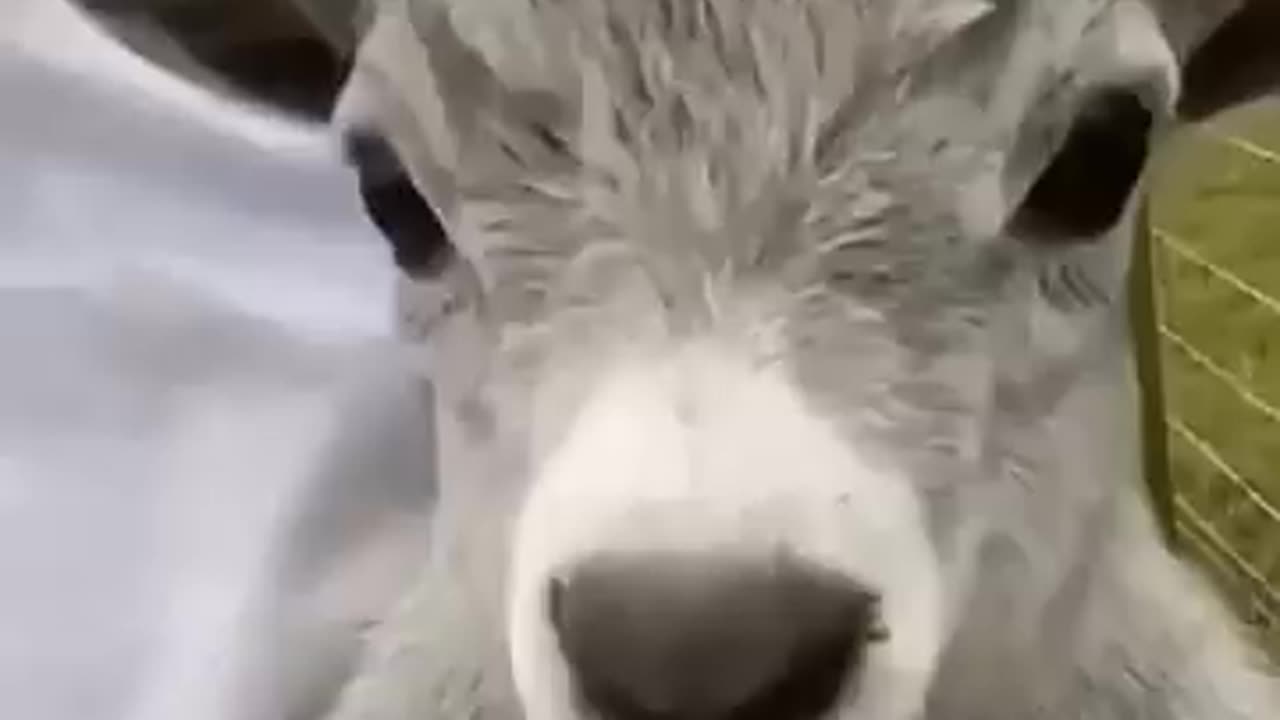 #Funny animals