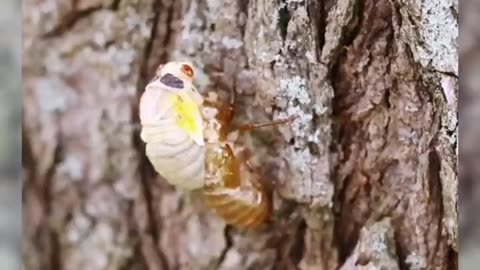 cicada