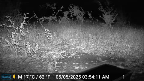 Armadillo Scurries Through