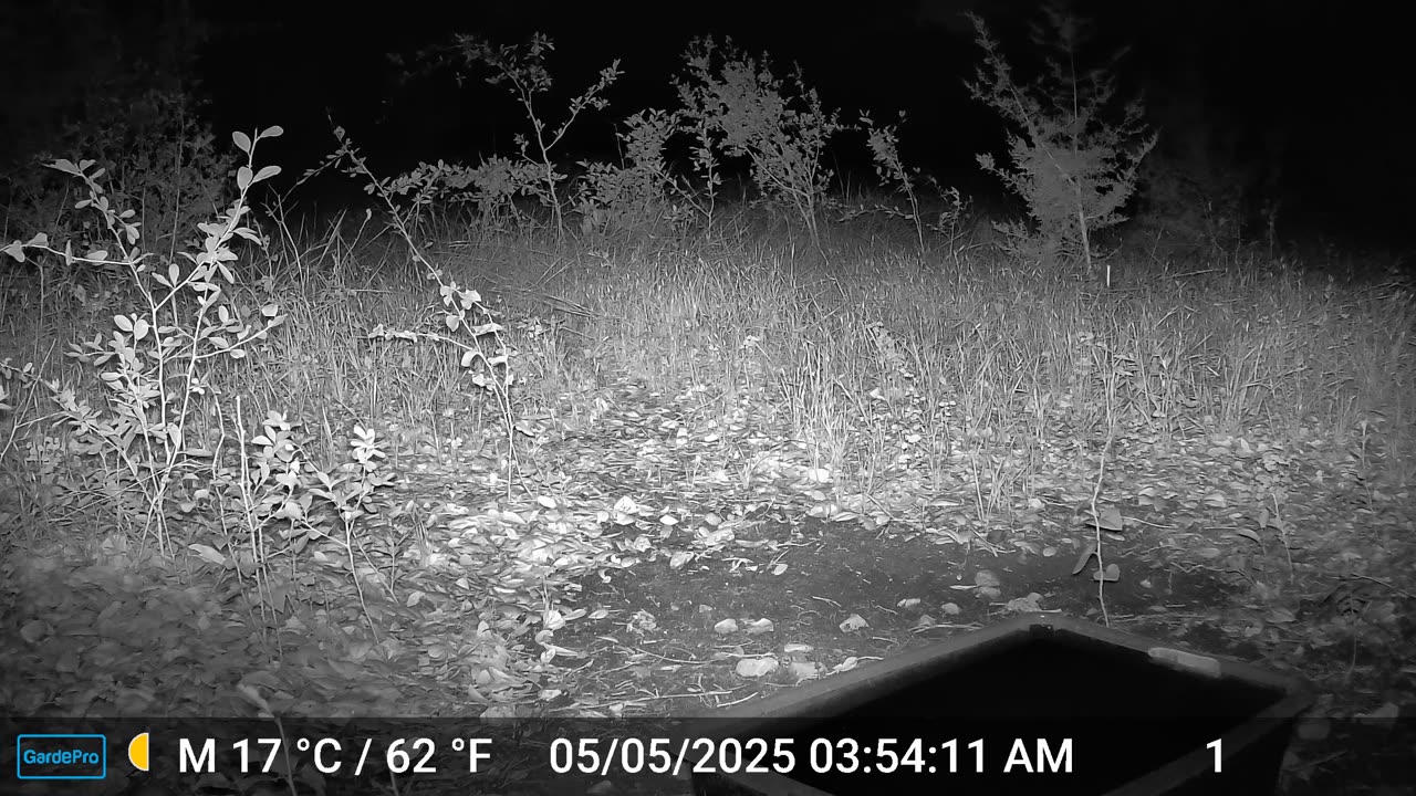 Armadillo Scurries Through