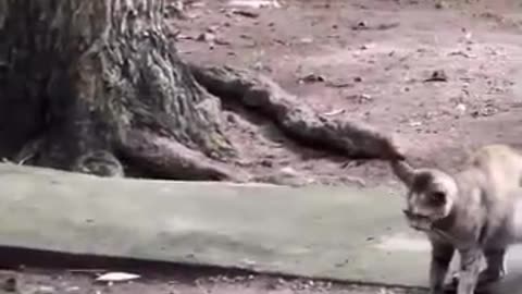 Survival by the strongest