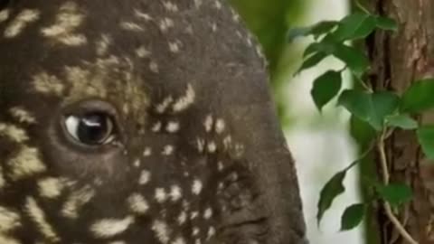 Very cute animals 💞🤩
