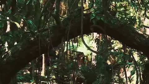 VIDEO: DJ Adoni Confirmado