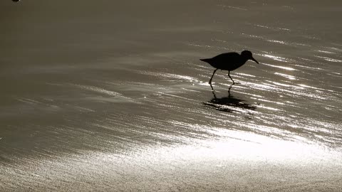 Plover.