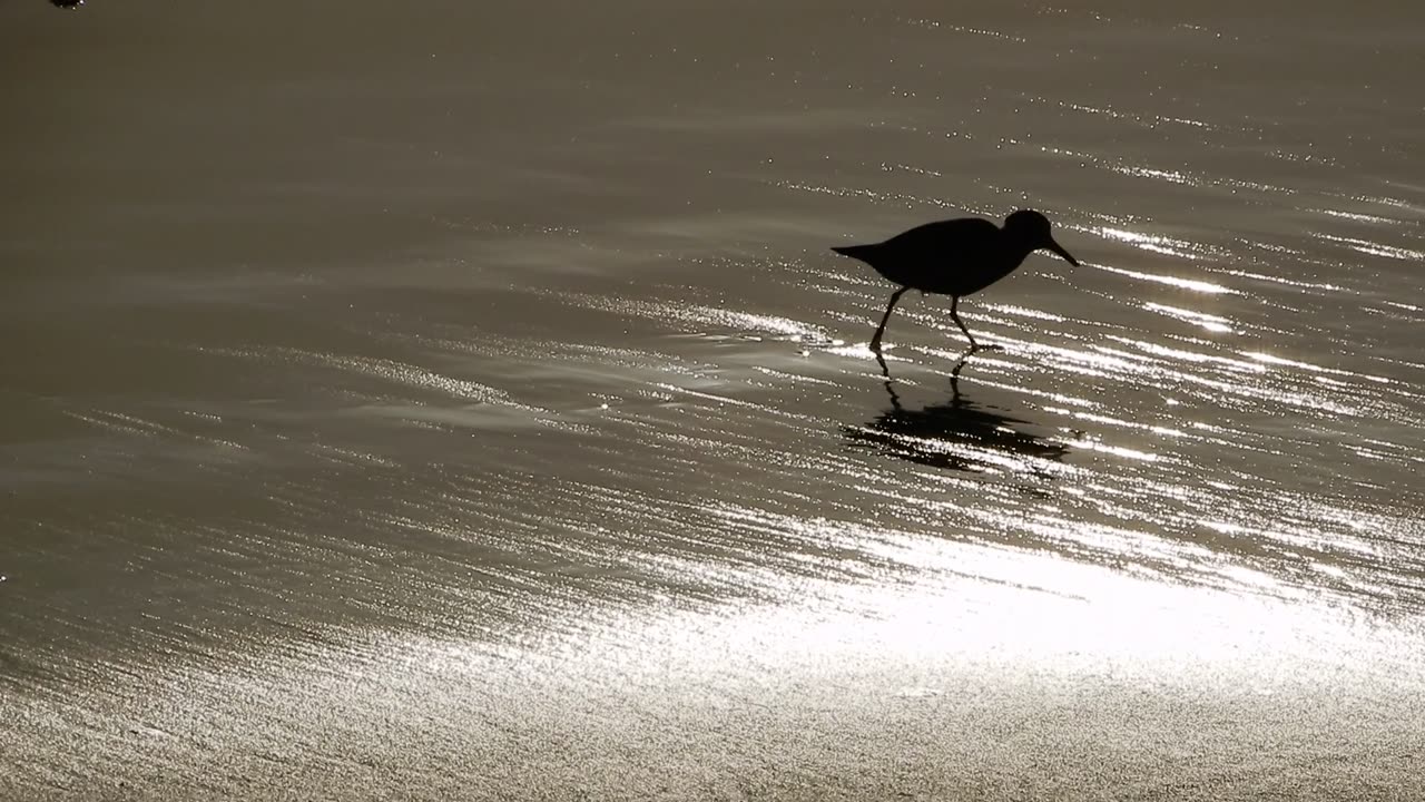 Plover.