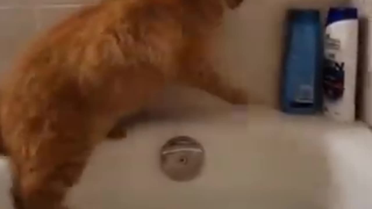 funny cat