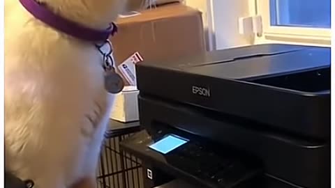 funny-dogs-and-cats