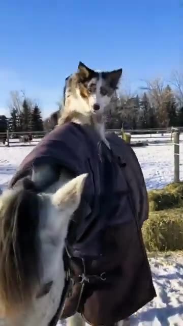 Dog Walks his Horse 🐶