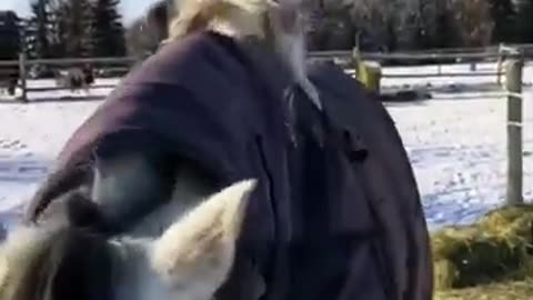 Dog Walks his Horse 🐶