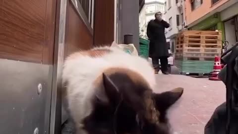 Hungry cat