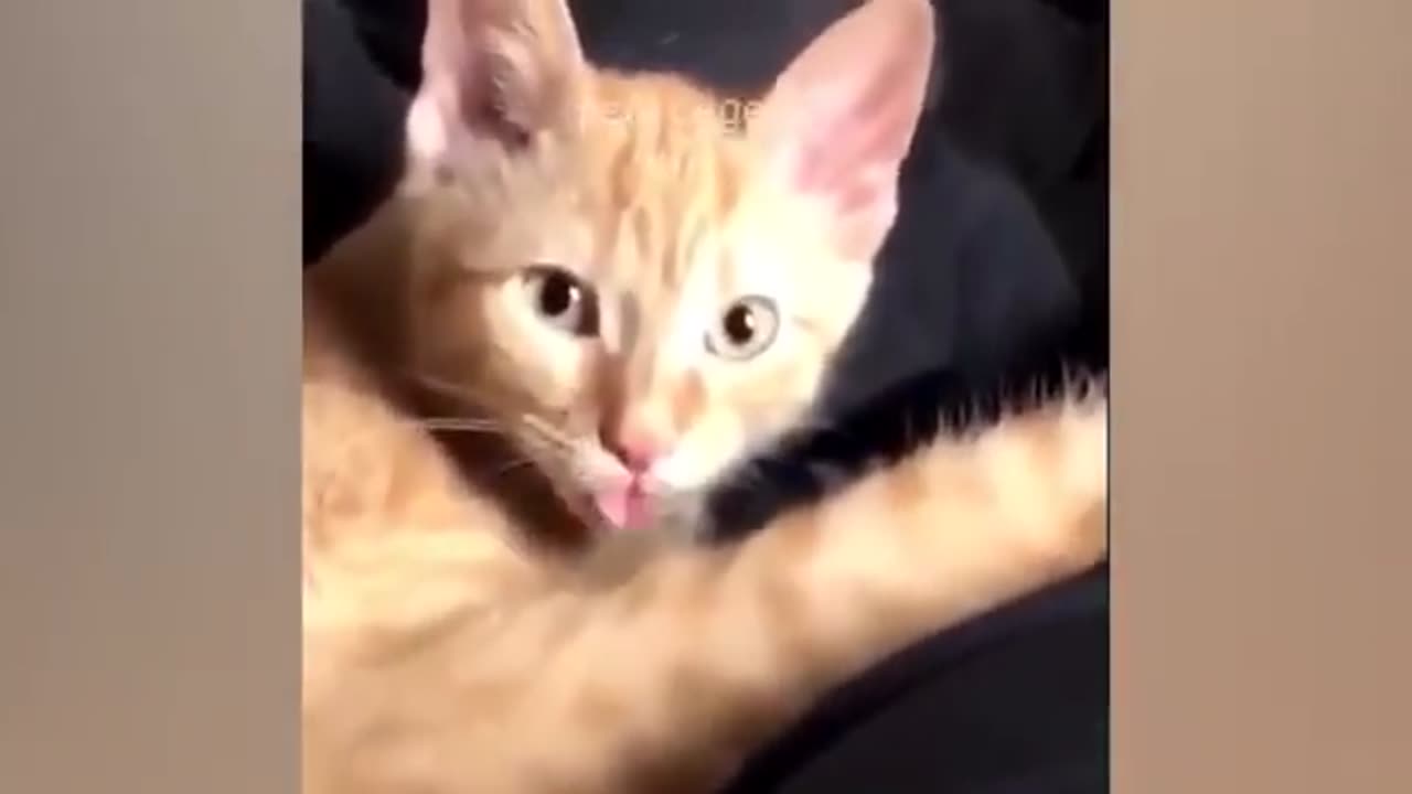 "Hilarious Cat Antics Compilation"
