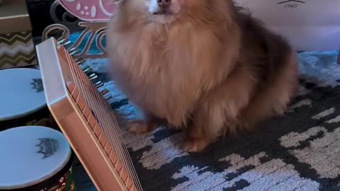 Pomeranian Plays Pretty Music