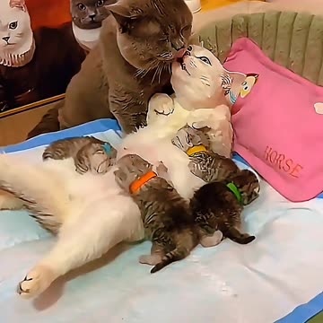 Cat Family Love 🐱❤️ Heartwarming Moments You Must See!