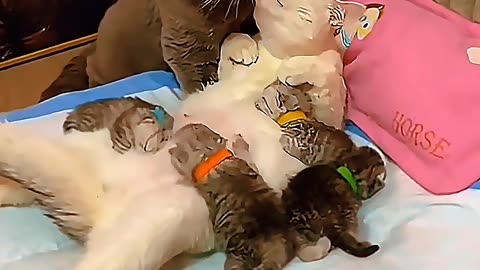Cat Family Love 🐱❤️ Heartwarming Moments You Must See!