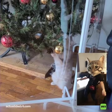 Un gato logra sortear la valla del árbol de Navidad