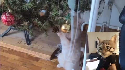 Un gato logra sortear la valla del árbol de Navidad