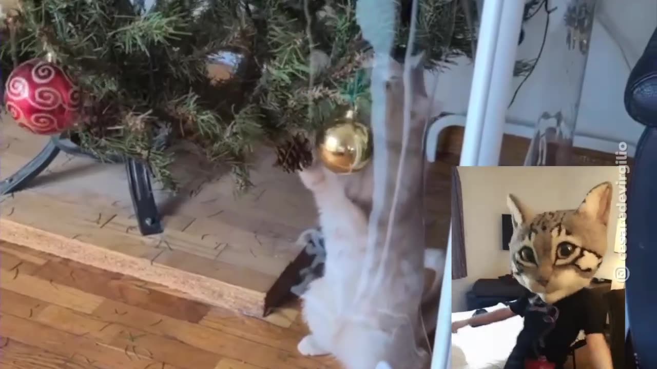 Un gato logra sortear la valla del árbol de Navidad