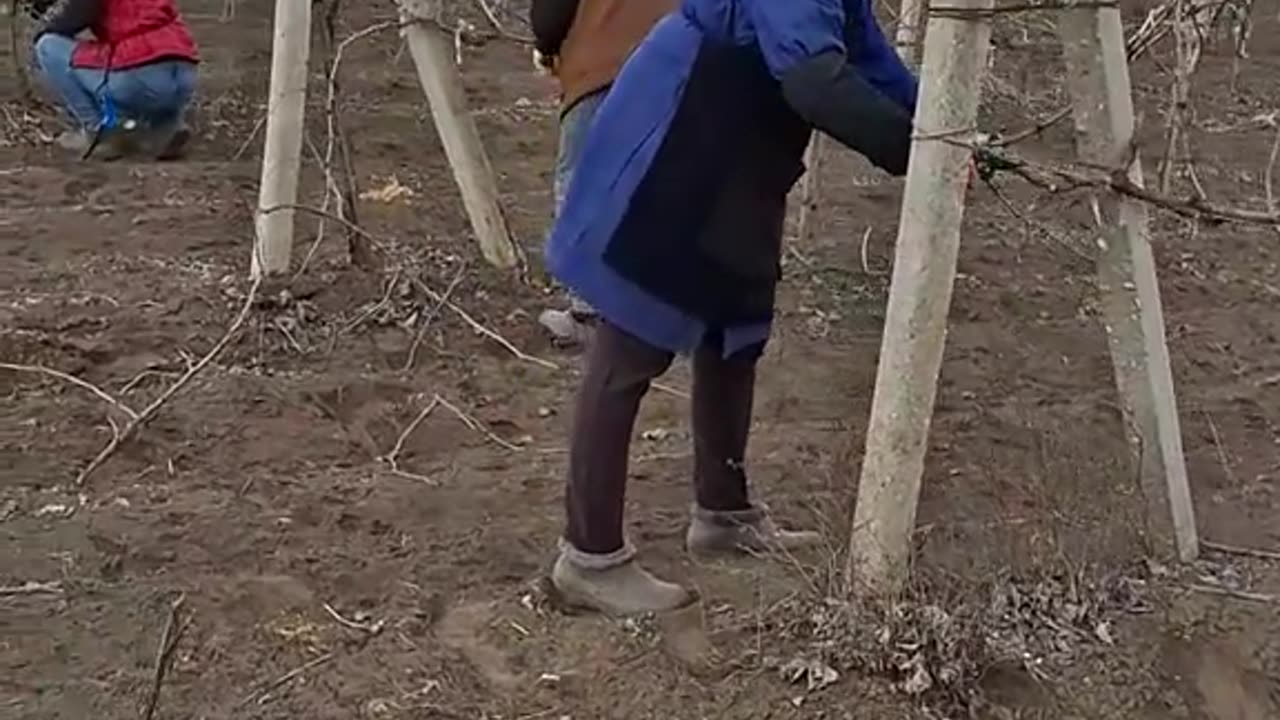 РЕЗИТБА НА ЛОЗЯ В БЕСАРАБИЯ