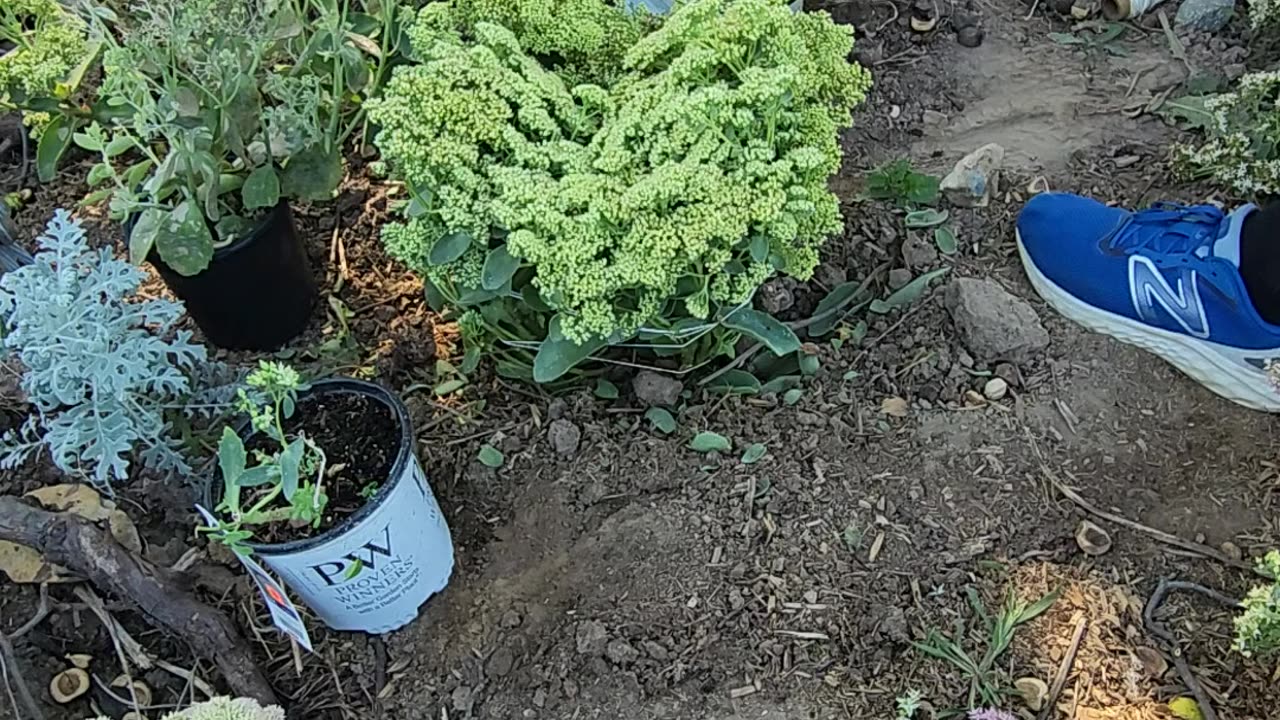 This Proven Winners Rock 'N Grow 'Lemonjade' Autumn Stonecrop is Dope