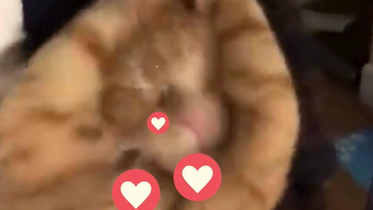 cats #shorts #cat videos #cute