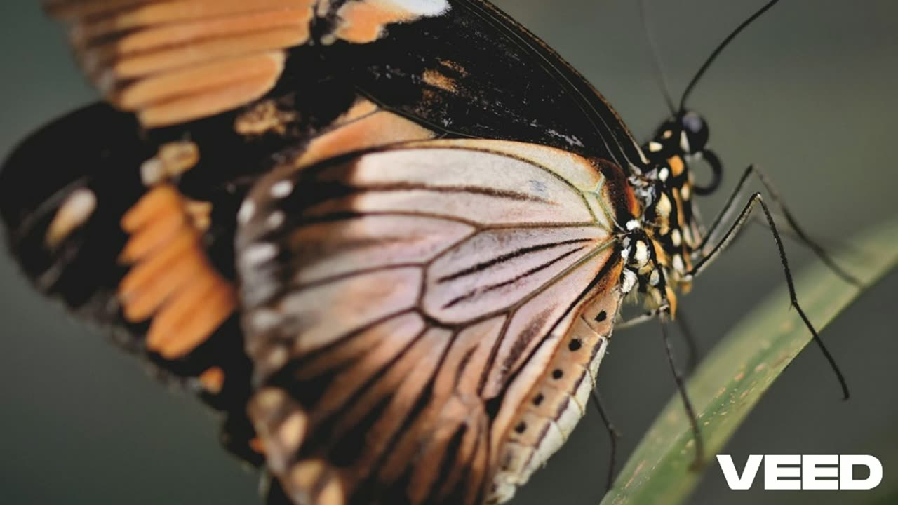 Mariposas Tecnicolor