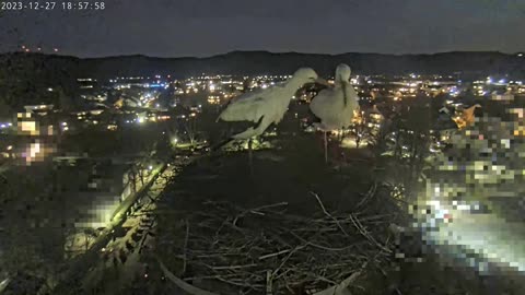 Wintering storks in Kirchzarten (Germany) - Nightly display of affection for the partner ❤ ❤