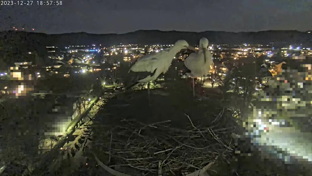 Wintering storks in Kirchzarten (Germany) - Nightly display of affection for the partner ❤ ❤