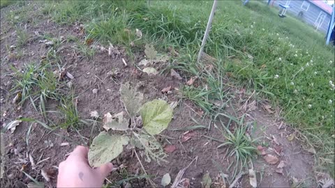 Some of my garden from 6/2017 in Beckley WV