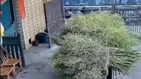 Bro just wanted to help his mother | funny video } crazy clips 