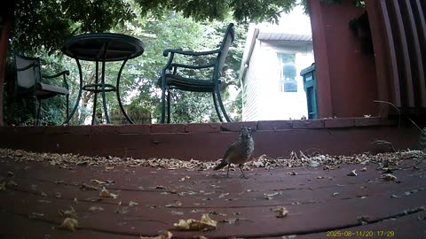 Wildlife Filmed By Haza PR800 Wild Camera, Levagood Area, Dearborn, Michigan, August 14 To 22, 2025