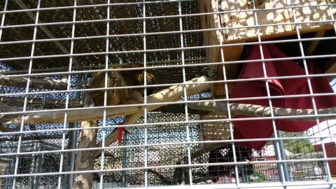 Kinkajou in the tree