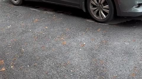 Black Bear Munches On Easter Candy Left In Car