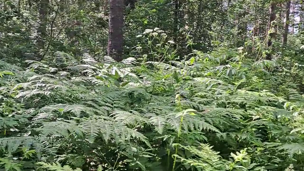 Forest Full of Sun: Drawn to the Light ☀️🦋