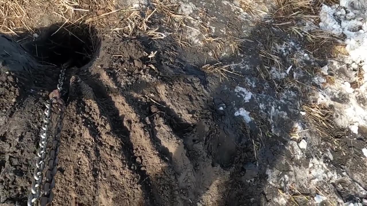 Badger Pulled Out With Truck