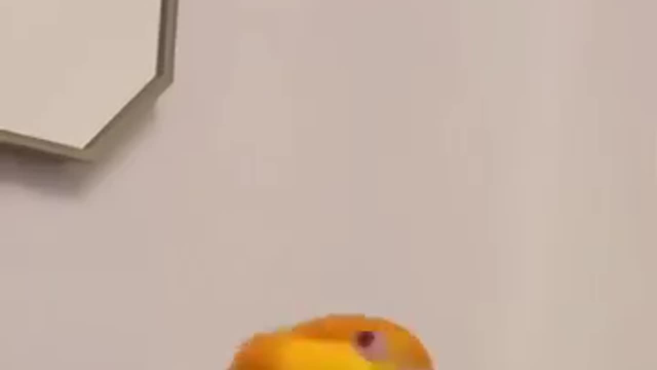 Cute parrot funny activity