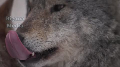 Wild animals