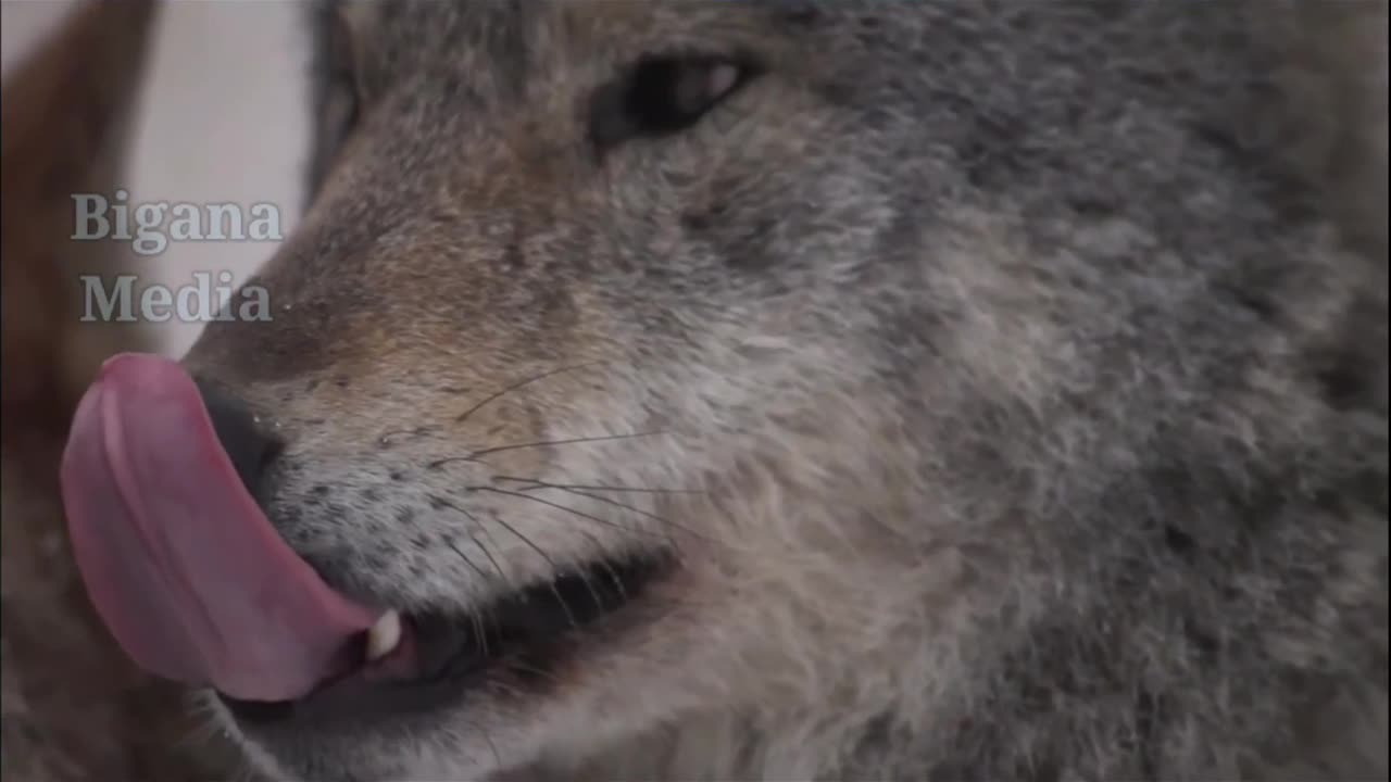Wild animals
