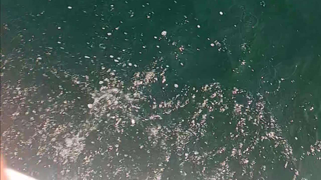 Short sea bass